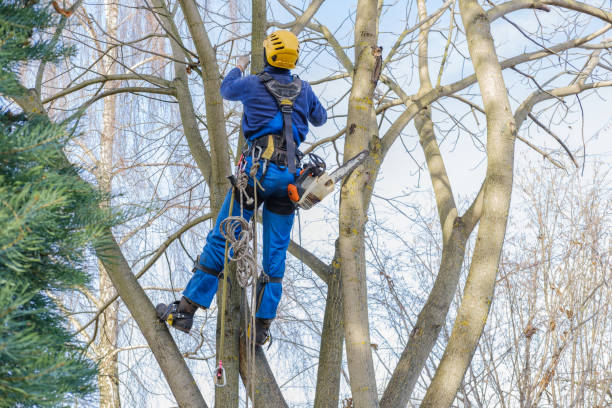 Best Tree Disease Treatment  in Ben Bolt, TX
